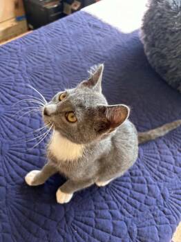 Dakota -  Domestic Short Hair Cat for Adoption in Mishawaka, Indiana - Dakota | PetCurious