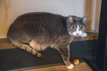 Sparrow -  Domestic Short Hair Cat for Adoption in Portland, Oregon - Sparrow | PetCurious