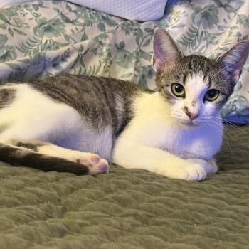 26-334 Daisy -  Domestic Short Hair Cat for Adoption in North Branford, Connecticut - 26-334 Daisy | PetCurious