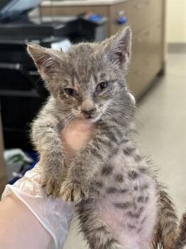 BETTE TATTLER -  Domestic Short Hair Cat for Adoption in Louisville, Kentucky - BETTE TATTLER | PetCurious