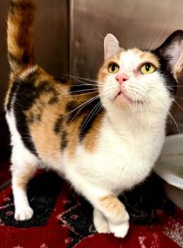 Riley -  Domestic Short Hair Cat for Adoption in Lima, Ohio - Riley | PetCurious