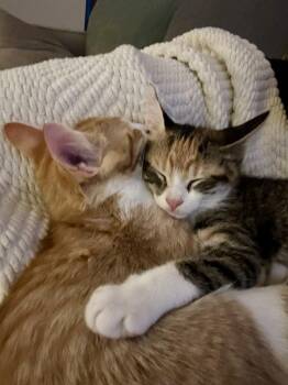 Fig -  Calico and Domestic Short Hair Cat for Adoption in Dallas, Texas - Fig | PetCurious
