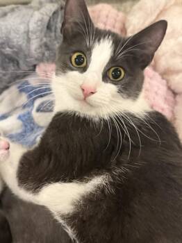 Opal -  Domestic Short Hair Cat for Adoption in Bolton, Connecticut - Opal | PetCurious
