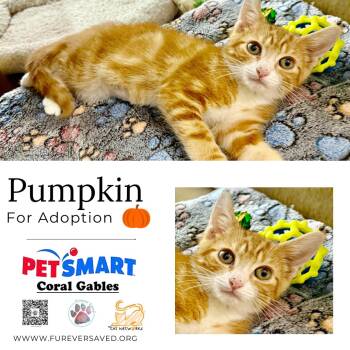 Rescue Domestic Medium Hair Cats for Adoption in Miami, Florida - Pumpkin | PetCurious