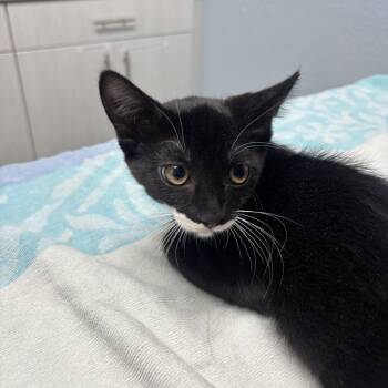Doctor Doom -  Domestic Short Hair Cat for Adoption in Riverside, California - Doctor Doom | PetCurious