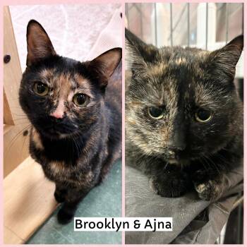 Domestic Short Hair Cats Available for Adoption - Brooklyn & Ajna | PetCurious