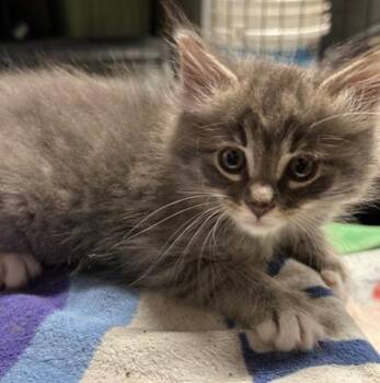 Domestic Medium Hair Cats Available for Adoption in Vancouver, Washington - Adrian | PetCurious