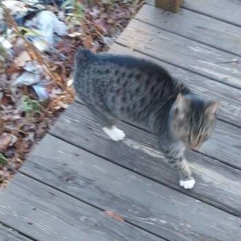 Manx Cats Available for Adoption - Bebe | PetCurious