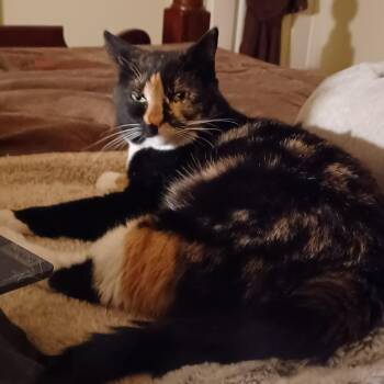 Saturn -  Domestic Short Hair Cat Available for Adoption in Las Vegas, Nevada - Saturn | PetCurious
