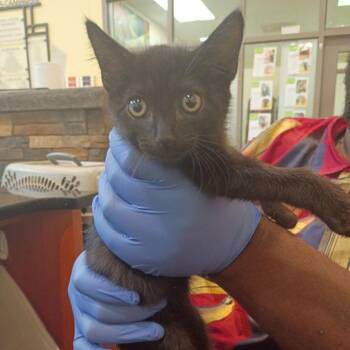 Neo -  Domestic Short Hair Cat for Adoption in Lynchburg, Virginia - Neo | PetCurious