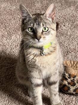 Domestic Short Hair Cats Available for Adoption in Kansas City, Missouri - Lyla | PetCurious
