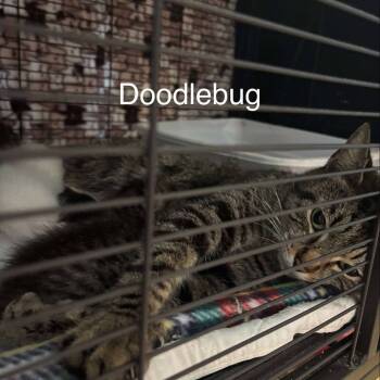 Rescue Domestic Short Hair Cats for Adoption in Hinesville, Georgia - Doodle Bug | PetCurious