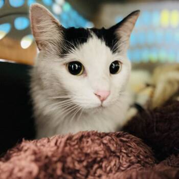 Domestic Medium Hair Cats Available for Adoption - Miss Kitty | PetCurious