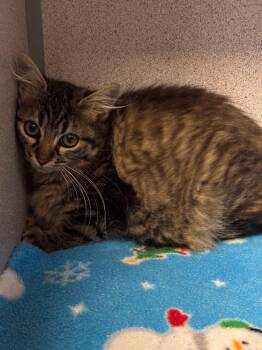 Funfetti -  Domestic Medium Hair Cat for Adoption in Liverpool, New York - Funfetti | PetCurious