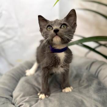 Domestic Short Hair and Tuxedo Cats Available for Adoption - Joanne Marie TCHS | PetCurious