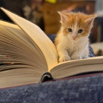 N - Pengu -  Domestic Medium Hair Cat for Adoption in Arizona City, Arizona - N - Pengu | PetCurious