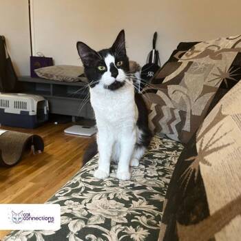 Rescue American Shorthair Cats for Adoption in New York, New York - Taco | PetCurious