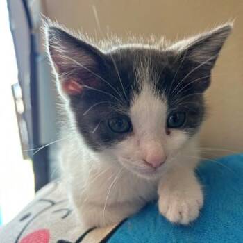 Gelato -  Domestic Short Hair Cat for Adoption in Wheaton, Illinois - Gelato | PetCurious