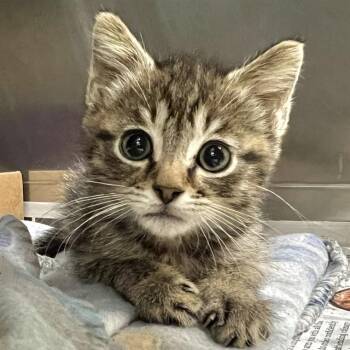 SHARKO -  Domestic Short Hair Cat for Adoption in St. Louis, Missouri - SHARKO | PetCurious