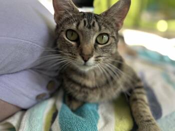 Lumi -  Domestic Short Hair Cat for Adoption in Sanford, North Carolina - Lumi | PetCurious