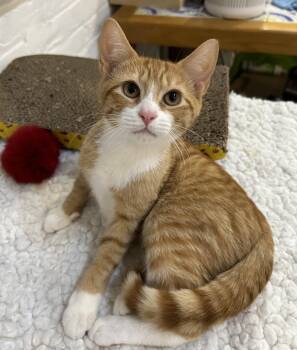 Bowser -  Domestic Short Hair Cat for Adoption in New York, New York - Bowser | PetCurious