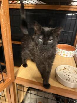 Felix -  Domestic Medium Hair Cat for Adoption in Scranton, Pennsylvania - Felix | PetCurious