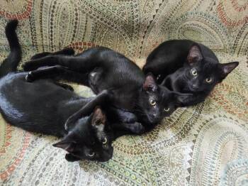 Cayenne -  Domestic Short Hair Cat for Adoption in Challis, Idaho - Cayenne | PetCurious