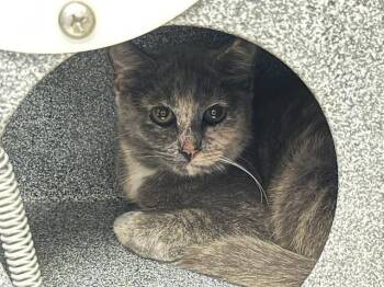 Rescue Domestic Medium Hair Cats for Adoption in Tulsa, Oklahoma - CUCUMBER | PetCurious