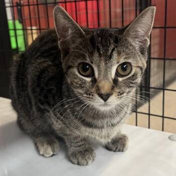 Alexa -  Domestic Short Hair Cat Available for Adoption in Sarasota, Florida - Alexa | PetCurious