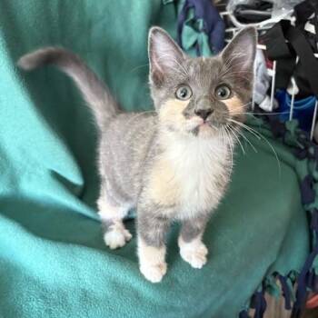 Cinder -  Domestic Short Hair Cat for Adoption in Waterloo, Iowa - Cinder | PetCurious