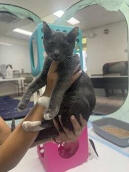 Toe Beans -  Domestic Short Hair Cat for Adoption in Honolulu, Hawaii - Toe Beans | PetCurious