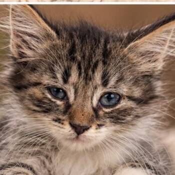 Wink -  Domestic Medium Hair Cat for Adoption in Lucedale, Mississippi - Wink | PetCurious
