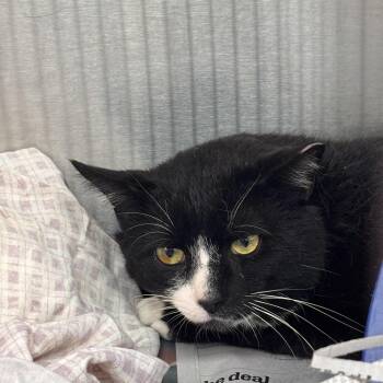 Domestic Short Hair Cats Available for Adoption in Philadelphia, Pennsylvania - Soxx | PetCurious