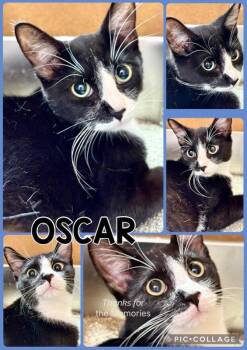 OSCAR -  Tabby Cat for Adoption in Lawton, Oklahoma - OSCAR | PetCurious
