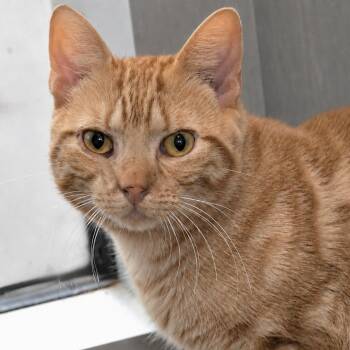 Nutty Buddy -  Domestic Short Hair Cat for Adoption in Austin, Texas - Nutty Buddy | PetCurious
