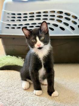 Elton 5242 -  Domestic Short Hair Cat for Adoption in Bonsall, California - Elton 5242 | PetCurious