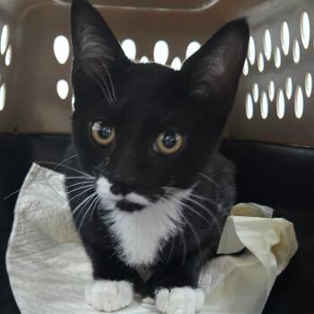 Elvira -  Domestic Short Hair Cat for Adoption in Newark, New Jersey - Elvira | PetCurious