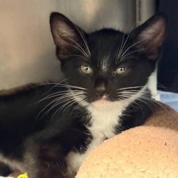 Lenny -  Domestic Short Hair Cat for Adoption in West Palm Beach, Florida - Lenny | PetCurious