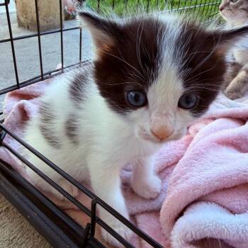 Pandy -  Domestic Short Hair Cat for Adoption in Layton, Utah - Pandy | PetCurious