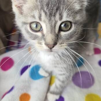 Rice Bowl (All Night Diner Litter) -  Domestic Short Hair Cat for Adoption in Baltimore, Maryland - Rice Bowl (All Night Diner Litter) | PetCurious