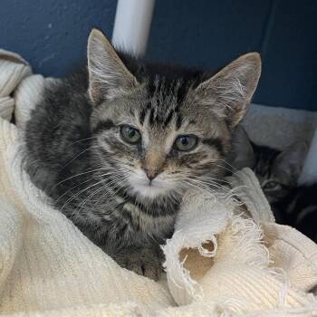 Mira -  Domestic Short Hair Cat for Adoption in Bristol, Indiana - Mira | PetCurious