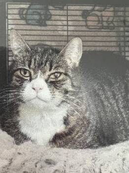 Domestic Short Hair Cats Available for Adoption in New Windsor, New York - Bentley | PetCurious