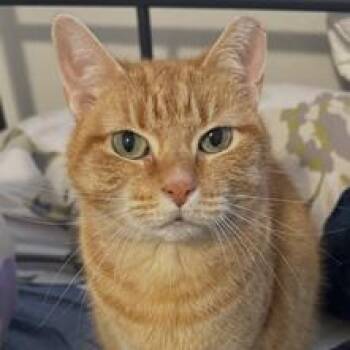 Peach -  Domestic Short Hair Cat for Adoption in West Palm Beach, Florida - Peach | PetCurious