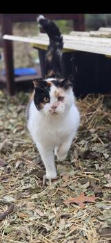 Rescue Domestic Short Hair Cats for Adoption in Copley, Ohio - Patches | PetCurious