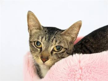Domestic Short Hair Cats Available for Adoption in Fort Lauderdale, Florida - BELLA | PetCurious