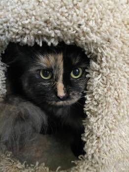 Rescue Torbie Cats for Adoption in Peru, Indiana - Jennifer | PetCurious