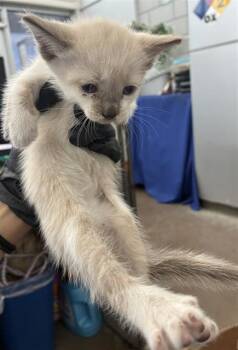 CUBS -  Domestic Short Hair Cat for Adoption in Dallas, Texas - CUBS | PetCurious