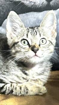Meeko -  Tabby and Domestic Short Hair Cat for Adoption - Meeko | PetCurious
