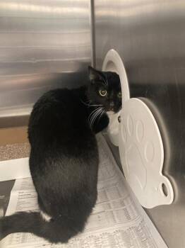 Domestic Short Hair Cats Available for Adoption in Dallas, Texas - CAMILLO | PetCurious