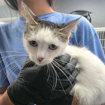 Mackenzie -  Domestic Short Hair Cat for Adoption in Duncan, Oklahoma - Mackenzie | PetCurious